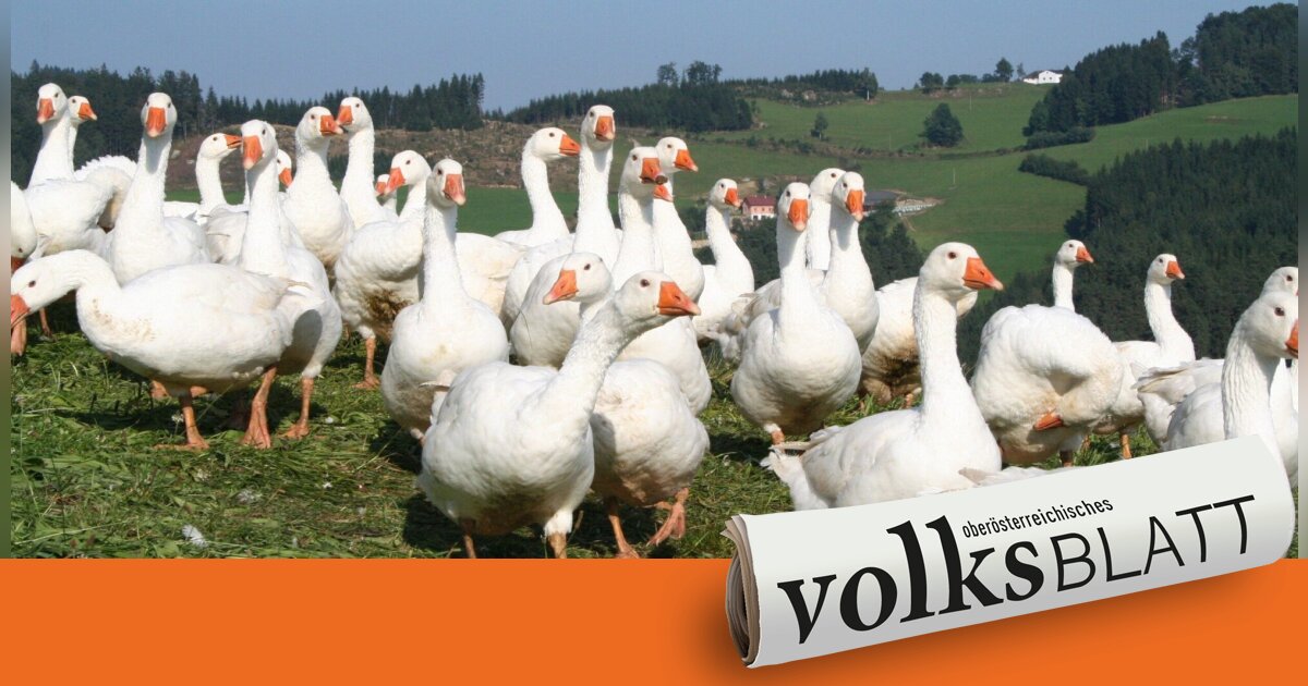 Pasture-raised geese farmers are well prepared for their martini