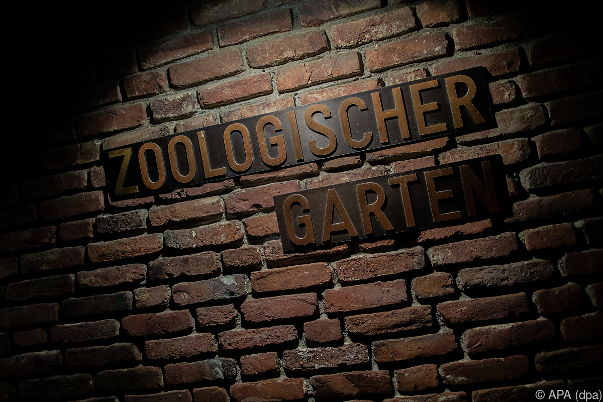 Krefelder Zoo Nach Brand In Affenhaus Wieder Geoffnet