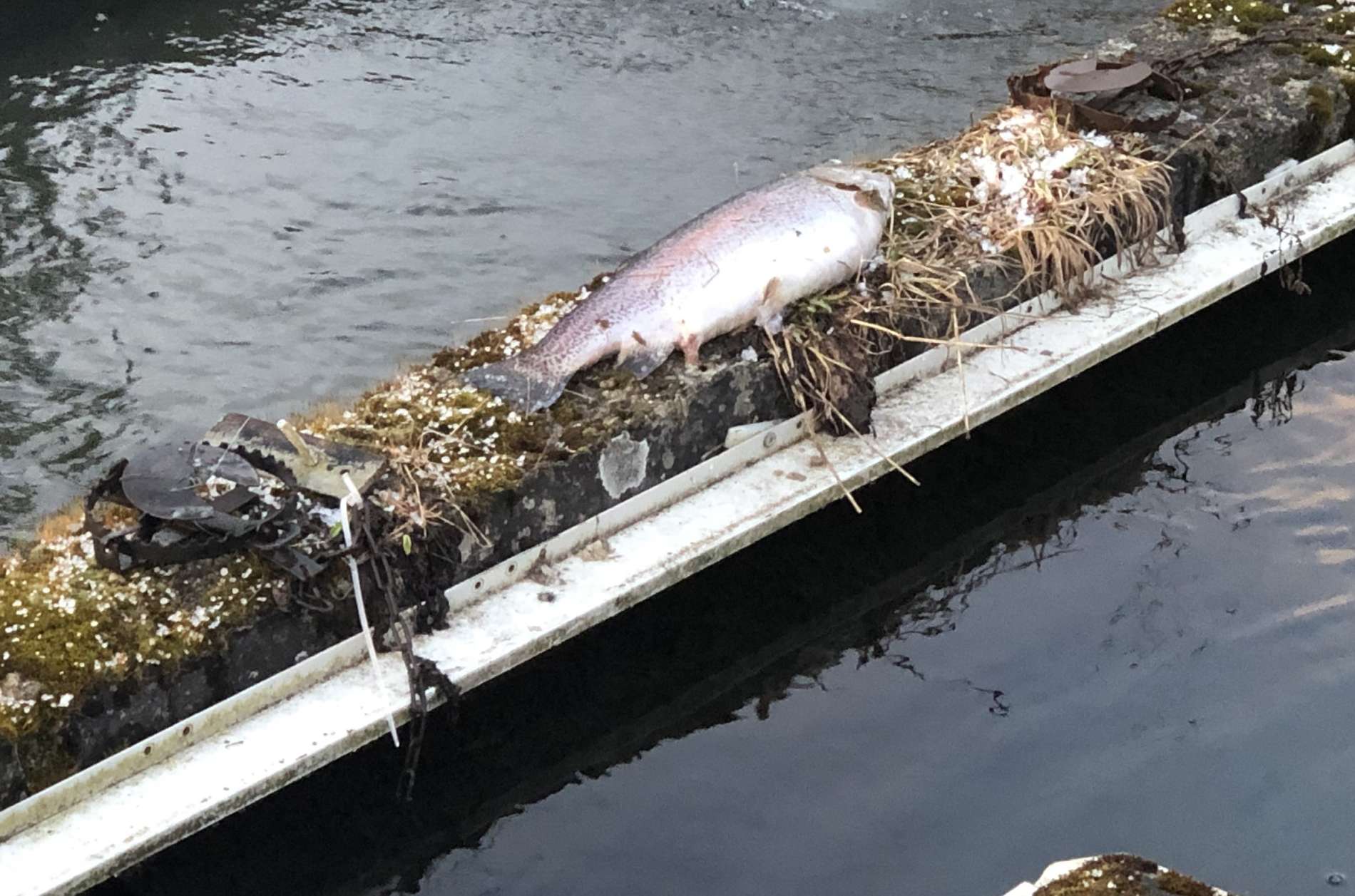 Fische dienen als Köder für die geschützten Fischotter, vermutet die Pfotenhilfe.