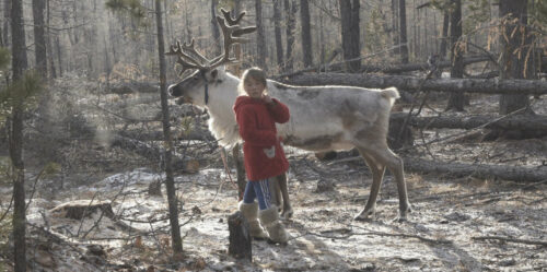 Wegen des Klimawandels und des dadurch ausbleibenden Schnees sind die letzten Dhuka-Rentier-Nomaden vom Aussterben bedroht.