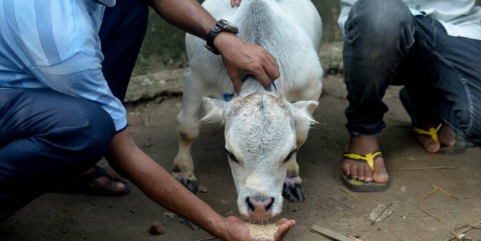 BANGLADESH-AGRICULTURE-ANIMAL
