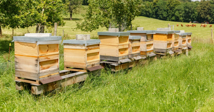 Bienen bestäuben einen Großteil der Kulturpflanzen und sind somit unerlässliche Helfer für die Lebensmittelproduktion.