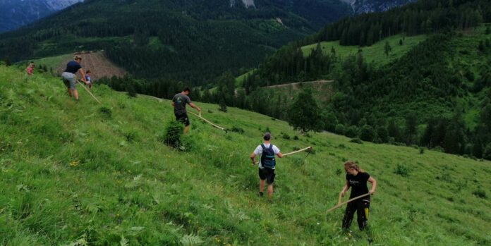 In Oberösterreich werden 400 Almen aktiv bewirtschaftet. Die Tiere wurden in den vergangenen Jahren weniger.