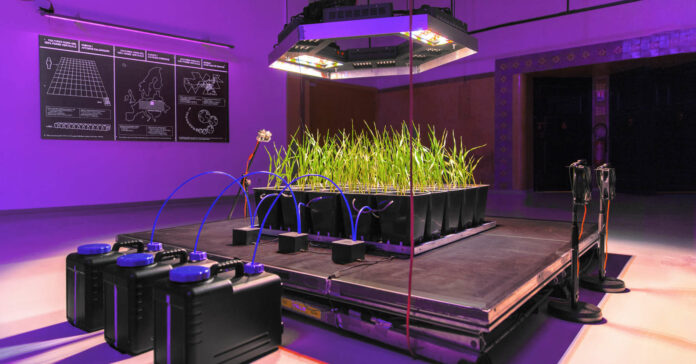 „Live Support System“: Ein Quadratmeter Weizen, in künstlicher Umgebung angebaut. Ungeheurer Aufwand, die Biosphäre liefert gratis.