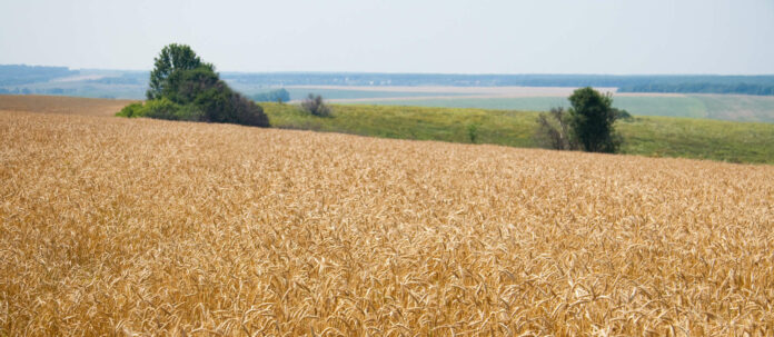 Die Ukraine gilt als Kornkammer der Welt und könnte 400 Mio. Menschen mit Getreide versorgen.