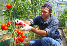 Heimische Landwirte mit Obst- und Gemüse in „geschützten Anbau“werden besonders unterstützt.