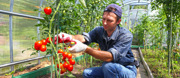 Heimische Landwirte mit Obst- und Gemüse in „geschützten Anbau“werden besonders unterstützt.