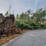 Die Windböen waren so enorm, dass sogar große Wurzelballen aus der Erde gerissen wurden. Bild aus Gedersdorf im Bezirk Krems