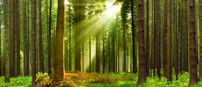 Nachhaltige Holznutzung als Schlüssel zur Energieunabhängigkeit und Klimaneutralität