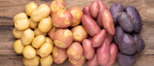 Drahtwurm, Hitze und Trockenheit haben den Landwirten heuer die Kartoffelernte vermiest. Trotzdem konnten wieder viele Knollen in allen Farben und Formen geerntet werden.