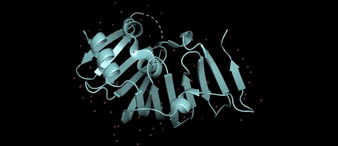 Proteine werden von der KI als Input verwendet, um z. B. Andockstellen für Medikamente zu finden. Eine 3D-Struktur-Vorhersage eines Proteins würde wie auf diesem Bild aussehen.