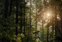 Österreichs Wald darf nun doch eine wesentliche Rolle bei der Energiewende Europas spielen.