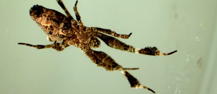 Araştırmacılar tüy ayaklı örümcekten ilham aldılar.