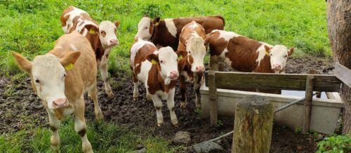 Der Landwirtschaft kommt neben der Nahrungsmittelversorgung auch eine wichtige Rolle bei der Pflege der Kulturlandschaft zu. Auch Touristen erwarten im Urlaub, grasende Kühe und Kälber (wie hier in Oberndorf) auf den Weiden zu sehen.