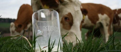 Mit rund 171.000 Milchkühen ist man laut Landwirtschaftskammer in OÖ „am Plafond“, was den Tierbestand betrifft. Und: OÖ sei bei der Milchprodution in einer „Gunstlage“.