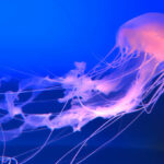 CLOSE UP: Stunning translucent jellyfish swimming around in