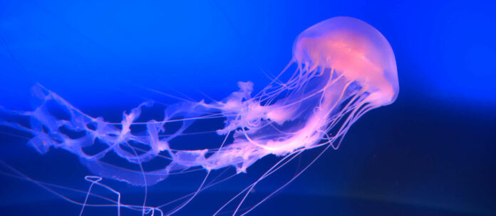 CLOSE UP: Stunning translucent jellyfish swimming around in