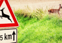 Warning Sign and Deer next to a Country Road
