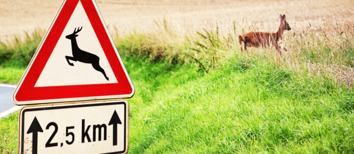 Warning Sign and Deer next to a Country Road