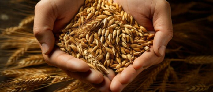 Wheat in the hands of a farmer. Grain deal concept. Hunger a