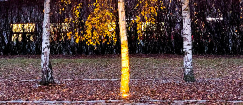 Kunstlicht wie die Beleuchtung von Bäumen in der Nacht macht der Natur zu schaffen.