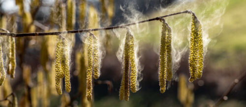 Schlechte Nachrichten für Menschen, die auf Pollen von Pflanzen allergisch reagieren, denn mit der Blüte der Hasel gehen ihre Beschwerden wieder los.