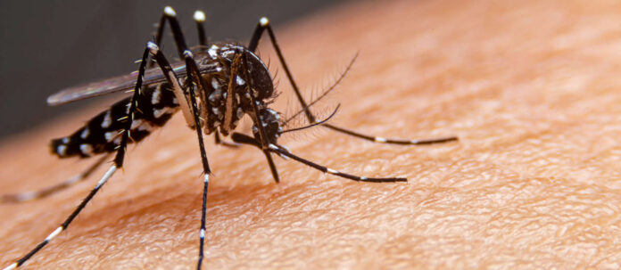 Das Dengue-Fieber wird von Stechmücken übertragen.