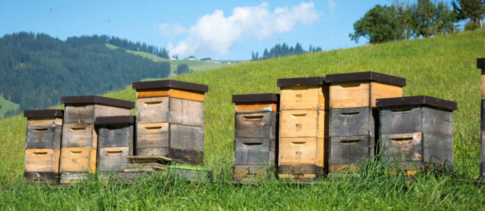 Bienenkrbe, Tirol