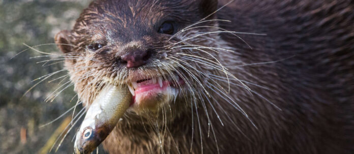 Asian small-clawed otter chewing