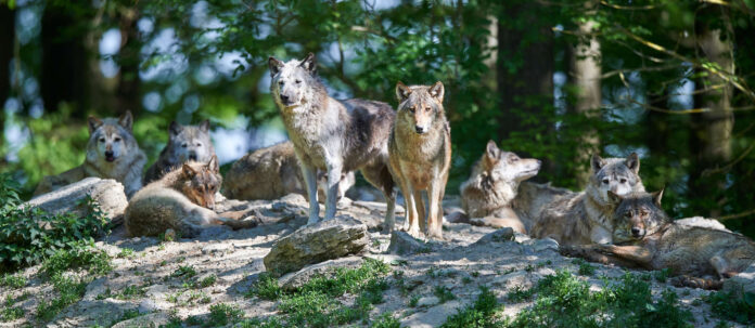 Derzeit gibt es in Österreich fünf Wolfsrudel, vier in Niederösterreich und eines in Kärnten.