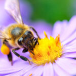 Bee on the flower