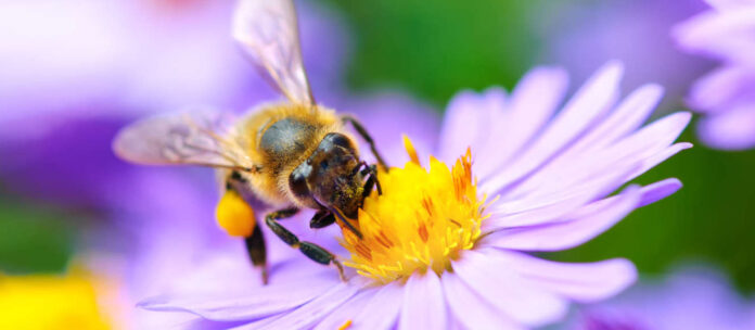 Bee on the flower