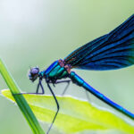 a beautiful dragonfly sits in the grass in a meadow