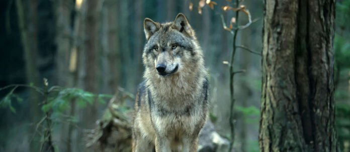 Wolf, Grauer Wolf