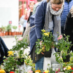 Außergewöhnliche Schätze für den Garten findet man am Pflanzenraritätenmarkt.