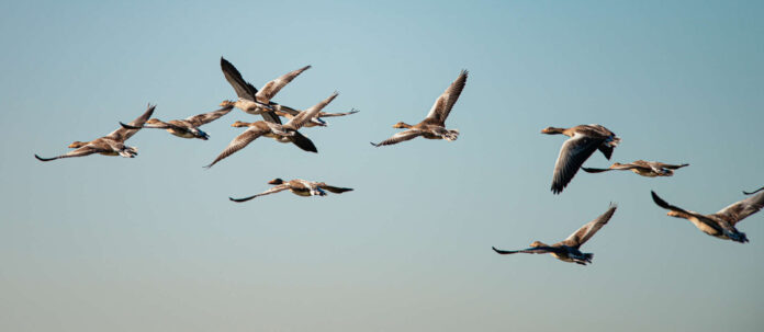 Several Greylag Goose flying through the air on a beautiful
