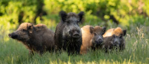 Wild boar family in the forest at sunny evening