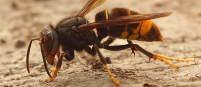 Closeup on the invasive and aggressive a dark Asian yellow-l