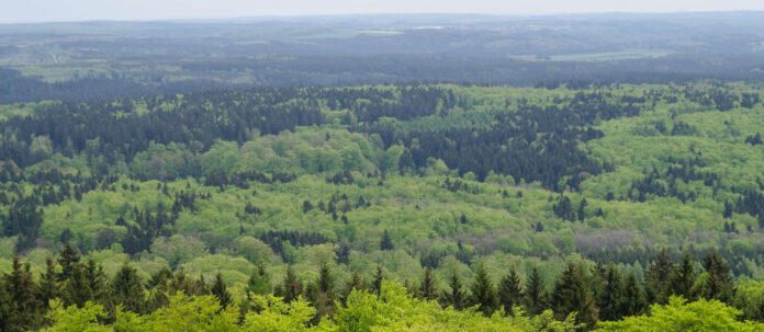 Mischwald - Harz