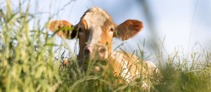 Milchbauern knnen jetzt auch Klimazertifikate vermarkten