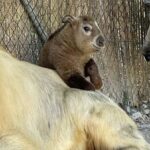 Das neugieriges Goldtakin-Mädchen macht es sich auch schon mal auf Papa’s Rücken gemütlich.