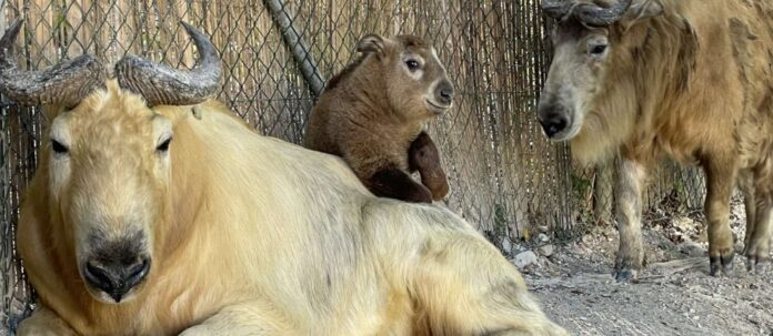 Das neugieriges Goldtakin-Mädchen macht es sich auch schon mal auf Papa’s Rücken gemütlich.