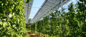 Photovoltaik über Obstbau schützt vor Regen und Frost