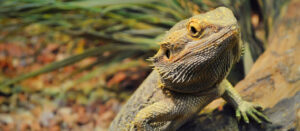 One young bearded dragon in a terrarium, leaning against a l
