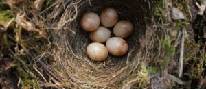 Fast 3.000 Eier von wilden Vögeln zu Hause gehortet: Verurteilt