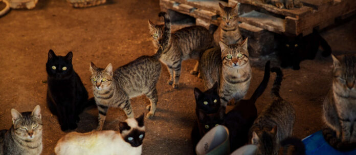 Herd of cats looking at the camera