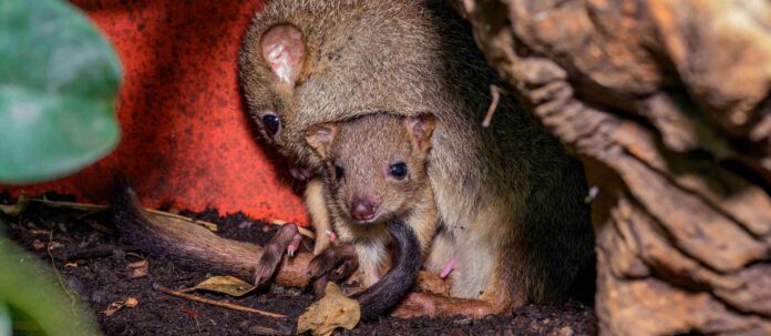 Bürstenschwanz-Rattenkänguru-Mama mit Jungtier