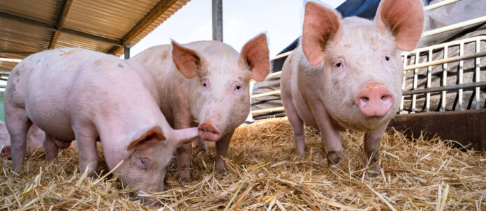 Haltung von Bioschweinen im Stroh, Jungsauen im Strohstall b