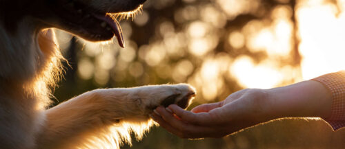 Der Welttierschutztag ist eine gute Gelegenheit sich Gedanken zu machen, welchen Beitrag man selbst für mehr Tierschutz leisten kann.