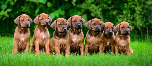 Egal ob Hund, Katze oder welches Haustier auch immer: Die Anschaffung gehört gut überlegt, Zeitdruck ist ein schlechter Berater und der Züchter gehört sorgfältig ausgewählt.